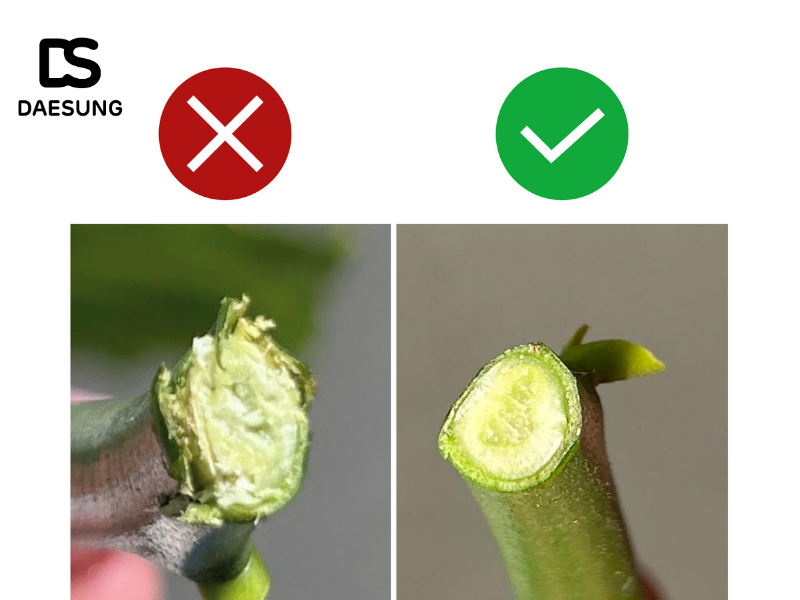 Vì sao cần chọn đúng loại kéo cắt cành